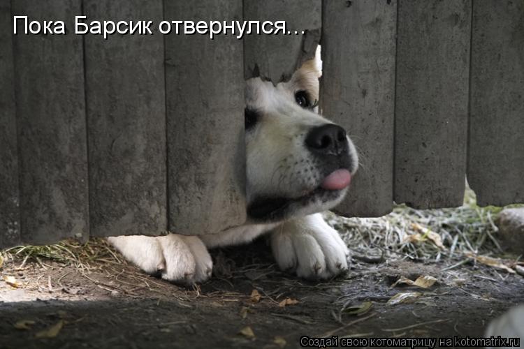 Пока Барсик отвернулся...... Котоматрица: Пока Барсик отвернулся...