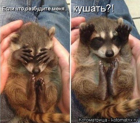 Котоматрица: Если что,разбудите меня... кушать?!