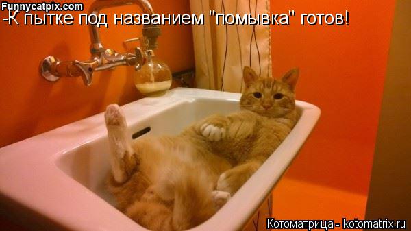 Котоматрица: -К пытке под названием "помывка" готов!