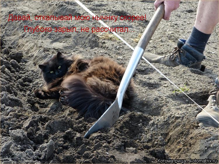 Давай, откапывай мою нычнку скорее! Глубоко зарыл, не рассчитал...... Котоматрица: Давай, откапывай мою нычнку скорее! Глубоко зарыл, не рассчитал...