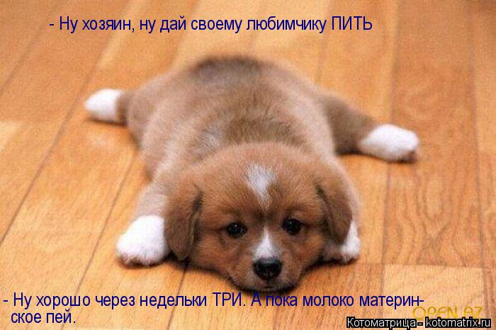 - Ну хозяин, ну дай своему любимчику ПИТЬ - Ну хорошо через недельки ТРИ. А пока молоко материн- ское... Котоматрица: - Ну хозяин, ну дай своему любимчику ПИТЬ - Ну хорошо через недельки ТРИ. А пока молоко материн- ское пей.