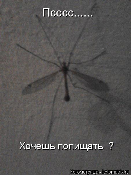 Псссс...... Хочешь попищать ?... Котоматрица: Псссс...... Хочешь попищать ?