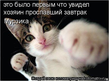 это было первым что увидел хозяин проспавший завтрак Мурзика... Котоматрица: это было первым что увидел хозяин проспавший завтрак Мурзика
