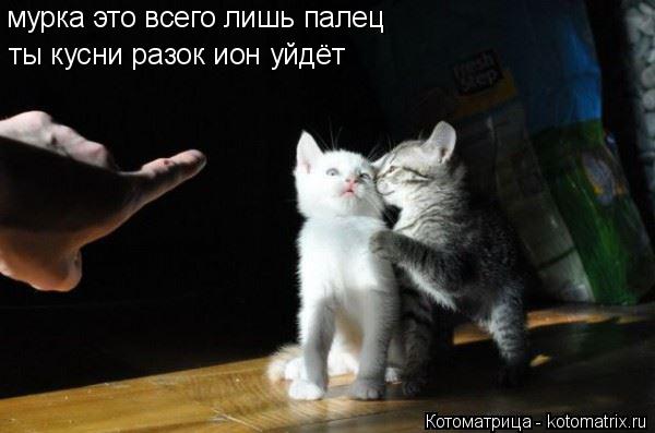 Котоматрица: мурка это всего лишь палец  ты кусни разок ион уйдёт