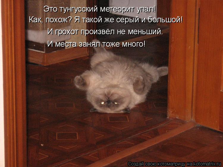 Это тунгусский метеорит упал! Как, похож? Я такой же серый и большой! И грохот произвёл не меньший. И... Котоматрица: Это тунгусский метеорит упал! Как, похож? Я такой же серый и большой! И грохот произвёл не меньший. И места занял тоже много!