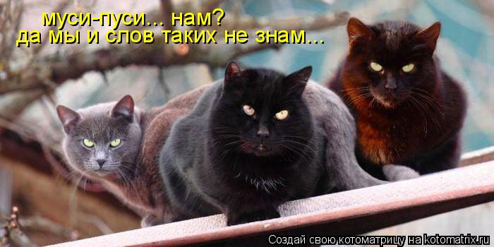 муси-пуси... нам? да мы и слов таких не знам...... Котоматрица: муси-пуси... нам? да мы и слов таких не знам...
