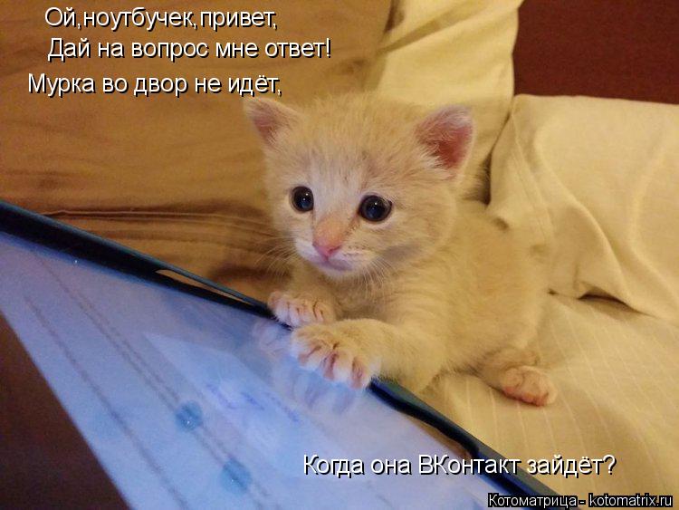 Ой,ноутбучек,привет, Дай на вопрос мне ответ! Мурка во двор не идёт, Когда она ВКонтакт зайдёт?... Котоматрица: Ой,ноутбучек,привет, Дай на вопрос мне ответ! Мурка во двор не идёт, Когда она ВКонтакт зайдёт?