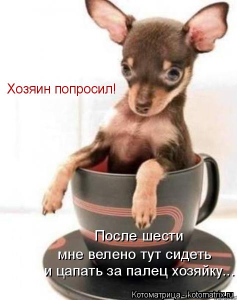 мне велено тут сидеть После шести и цапать за палец хозяйку... Хозяин попросил!... Котоматрица: мне велено тут сидеть После шести и цапать за палец хозяйку... Хозяин попросил!