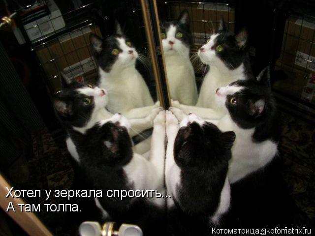Хотел у зеркала спросить... А там толпа.... Котоматрица: Хотел у зеркала спросить... А там толпа.