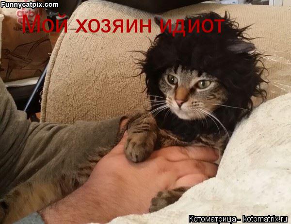 Мой хозяин идиот... Котоматрица: Мой хозяин идиот