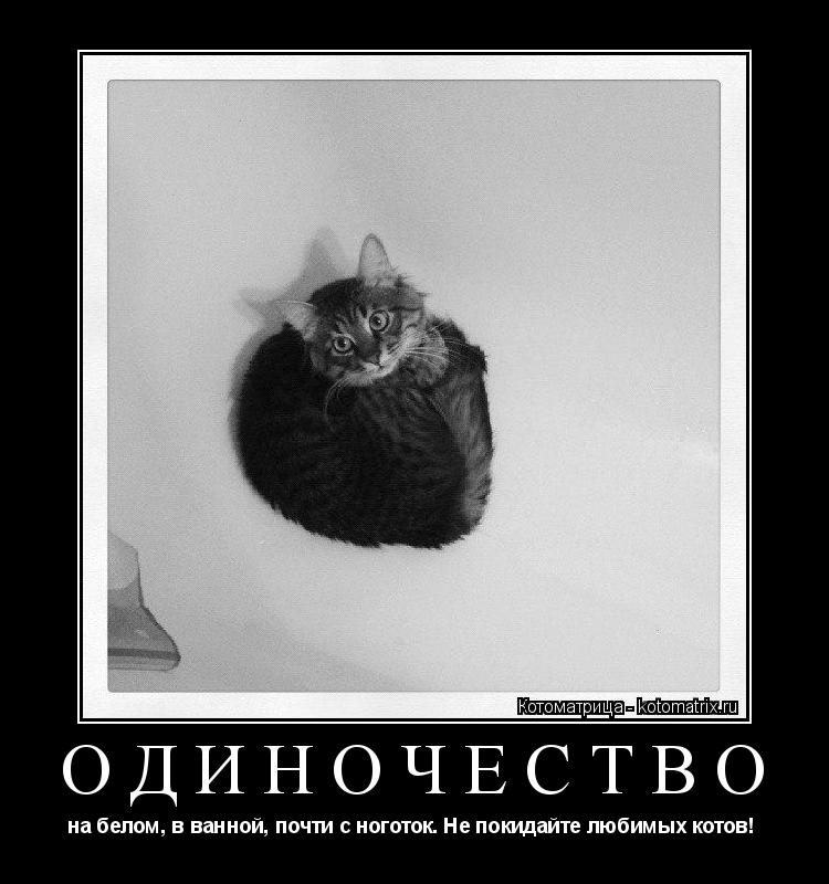 ОДИНОЧЕСТВО на белом, в ванной, почти с ноготок. Не покидайте любимых котов! ... Котоматрица: ОДИНОЧЕСТВО на белом, в ванной, почти с ноготок. Не покидайте любимых котов!