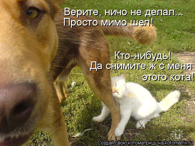 Верите, ничо не делал... Просто мимо шел! Кто-нибудь! Да снимите ж с меня этого кота! этого кота!... Котоматрица: Верите, ничо не делал... Просто мимо шел! Кто-нибудь! Да снимите ж с меня этого кота! этого кота!