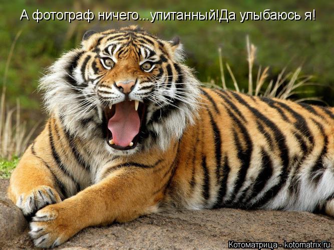 А фотограф ничего...упитанный!Да улыбаюсь я!... Котоматрица: А фотограф ничего...упитанный!Да улыбаюсь я!