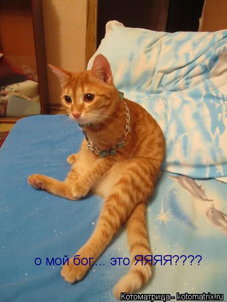 о мой бог.... это ЯЯЯЯ????... Котоматрица: о мой бог.... это ЯЯЯЯ????