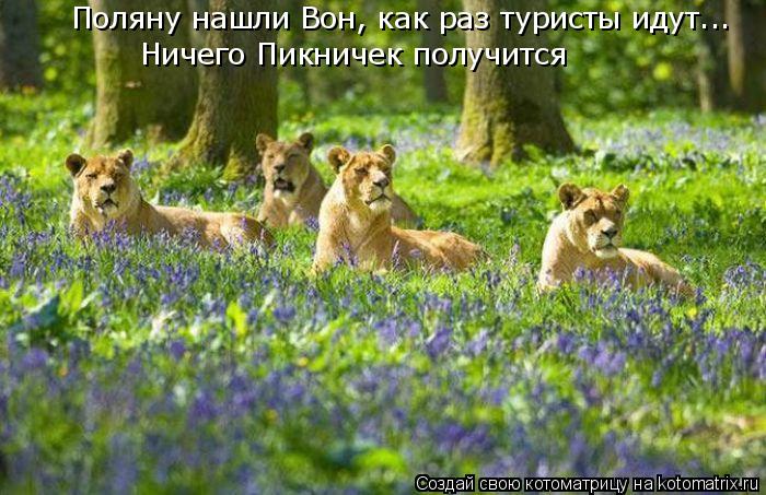 Поляну нашли Вон, как раз туристы идут... Ничего Пикничек получится... Котоматрица: Поляну нашли Вон, как раз туристы идут... Ничего Пикничек получится