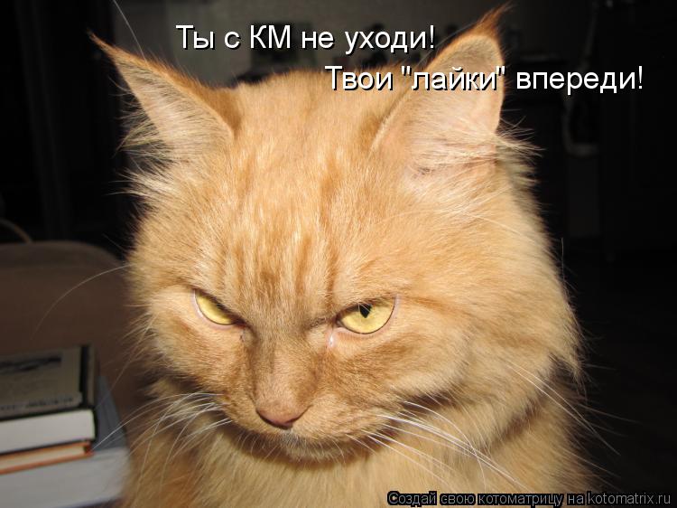 Ты с КМ не уходи! Твои "лайки" впереди!... Котоматрица: Ты с КМ не уходи! Твои "лайки" впереди!