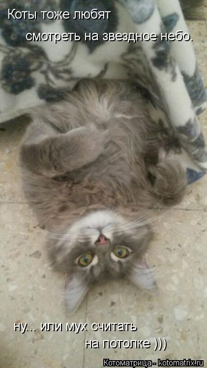 Коты тоже любят смотреть на звездное небо. ну... или мух считать на потолке )))... Котоматрица: Коты тоже любят смотреть на звездное небо. ну... или мух считать на потолке )))