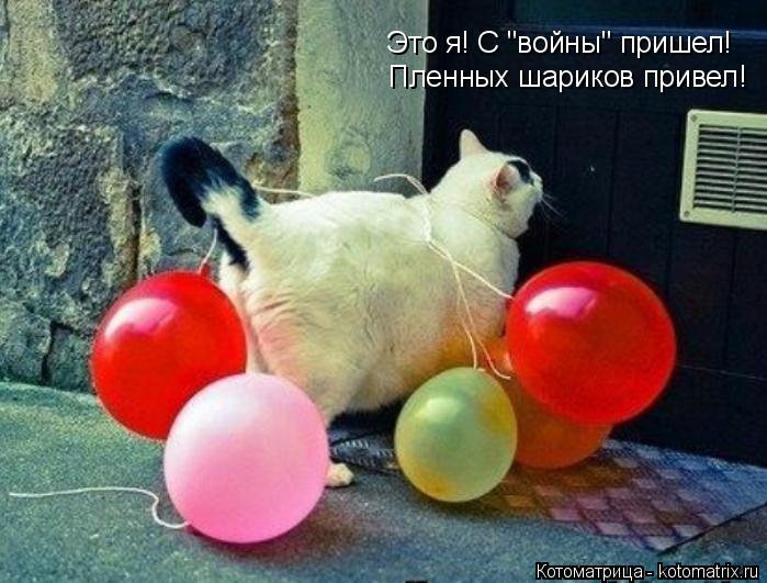 Пленных шариков привел! Это я! С "войны" пришел!... Котоматрица: Пленных шариков привел! Это я! С "войны" пришел!