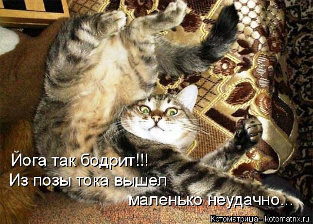 Йога так бодрит!!! Из позы тока вышел маленько неудачно...... Котоматрица: Йога так бодрит!!! Из позы тока вышел маленько неудачно...
