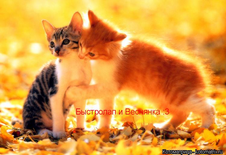 Быстролап и Веснянка :3... Котоматрица: Быстролап и Веснянка :3