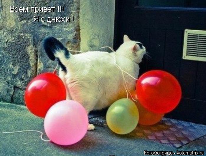 Всем привет !!! Я с днюхи !... Котоматрица: Всем привет !!! Я с днюхи !