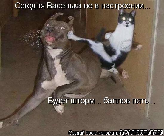 Сегодня Васенька не в настроении... Будет шторм... баллов пять...... Котоматрица: Сегодня Васенька не в настроении... Будет шторм... баллов пять...