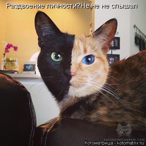 Раздвоение личности?Не не не слышал... Котоматрица: Раздвоение личности?Не не не слышал