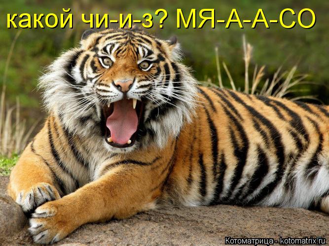 какой чи-и-з? МЯ-А-А-СО... Котоматрица: какой чи-и-з? МЯ-А-А-СО