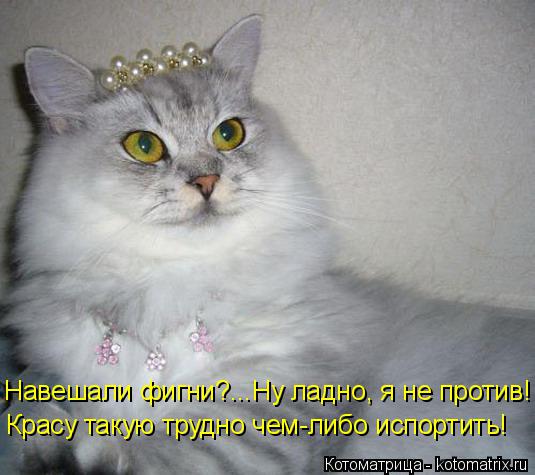 Навешали фигни?...Ну ладно, я не против! Красу такую трудно чем-либо испортить!... Котоматрица: Навешали фигни?...Ну ладно, я не против! Красу такую трудно чем-либо испортить!