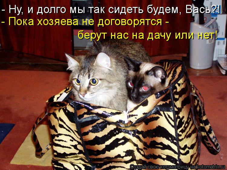 - Ну, и долго мы так сидеть будем, Вась?! - Пока хозяева не договорятся - берут нас на дачу или нет!... Котоматрица: - Ну, и долго мы так сидеть будем, Вась?! - Пока хозяева не договорятся - берут нас на дачу или нет!