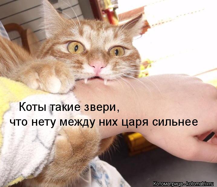 Коты такие звери, что нету между них царя сильнее... Котоматрица: Коты такие звери, что нету между них царя сильнее