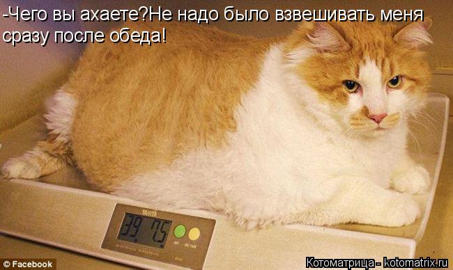 -Чего вы ахаете?Не надо было взвешивать меня сразу после обеда!... Котоматрица: -Чего вы ахаете?Не надо было взвешивать меня сразу после обеда!