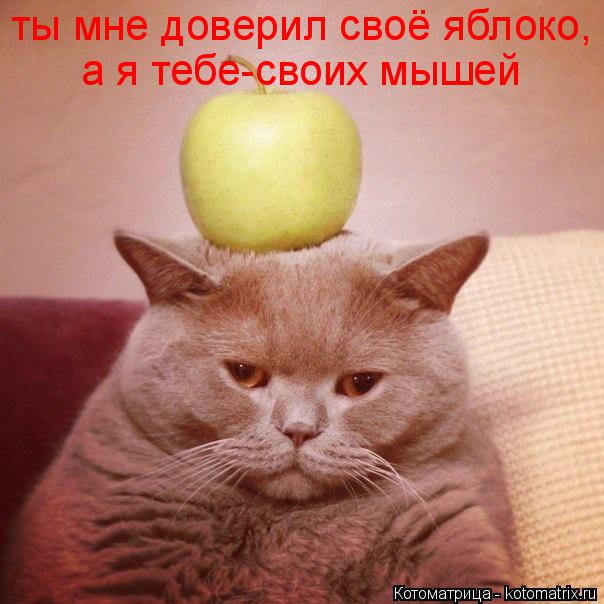 ты мне доверил своё яблоко, а я тебе-своих мышей... Котоматрица: ты мне доверил своё яблоко, а я тебе-своих мышей