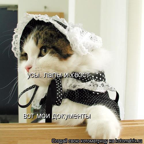 усы. лапы и хвост вот мои документы... Котоматрица: усы. лапы и хвост вот мои документы