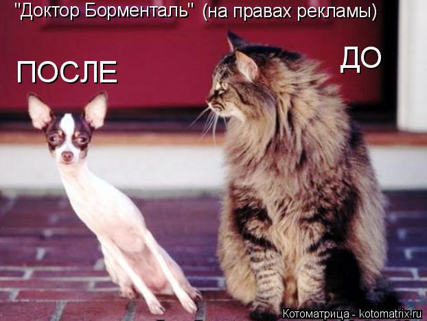"Доктор Борменталь" (на правах рекламы) ДО ПОСЛЕ... Котоматрица: "Доктор Борменталь" (на правах рекламы) ДО ПОСЛЕ
