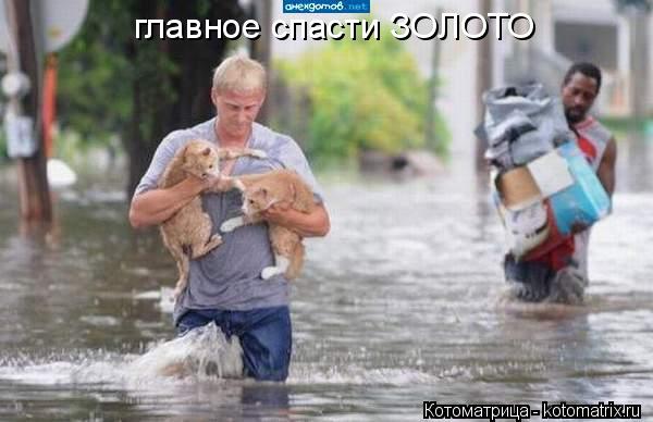 главное спасти ЗОЛОТО... Котоматрица: главное спасти ЗОЛОТО