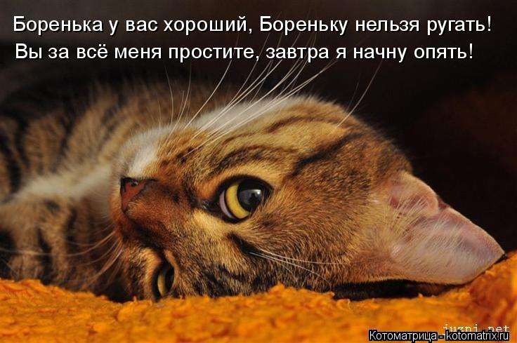 Боренька у вас хороший, Бореньку нельзя ругать! Вы за всё меня простите, завтра я начну опять!... Котоматрица: Боренька у вас хороший, Бореньку нельзя ругать! Вы за всё меня простите, завтра я начну опять!