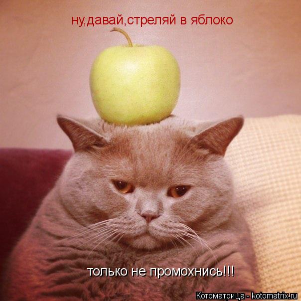 ну,давай,стреляй в яблоко только не промохнись!!!... Котоматрица: ну,давай,стреляй в яблоко только не промохнись!!!