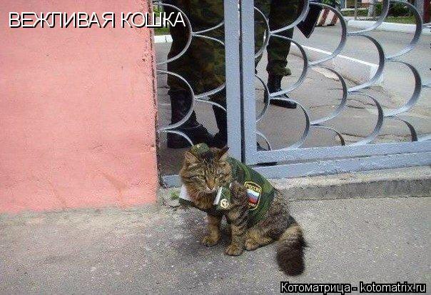 ВЕЖЛИВАЯ КОШКА... Котоматрица: ВЕЖЛИВАЯ КОШКА