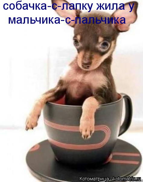 собачка-с-лапку жила у мальчика-с-пальчика... Котоматрица: собачка-с-лапку жила у мальчика-с-пальчика