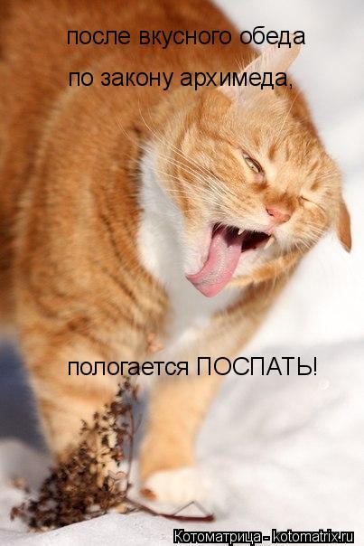 после вкусного обеда по закону архимеда, пологается ПОСПАТЬ!... Котоматрица: после вкусного обеда по закону архимеда, пологается ПОСПАТЬ!