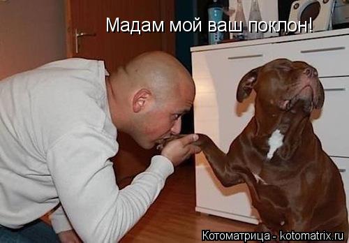 Мадам мой ваш поклон! Мадам мой ваш поклон!... Котоматрица: Мадам мой ваш поклон! Мадам мой ваш поклон!