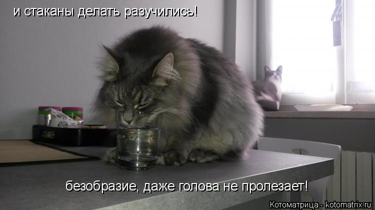 и стаканы делать разучились! безобразие, даже голова не пролезает!... Котоматрица: и стаканы делать разучились! безобразие, даже голова не пролезает!