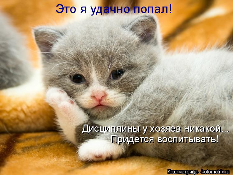 Это я удачно попал! Дисциплины у хозяев никакой... Придется воспитывать!... Котоматрица: Это я удачно попал! Дисциплины у хозяев никакой... Придется воспитывать!