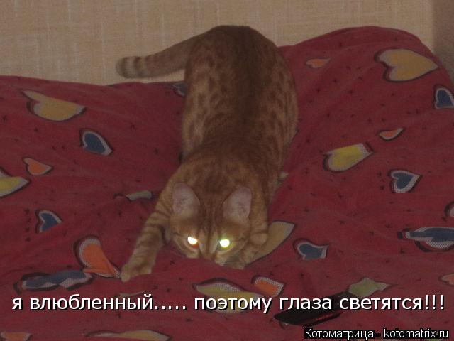 я влюбленный..... поэтому глаза светятся!!!... Котоматрица: я влюбленный..... поэтому глаза светятся!!!