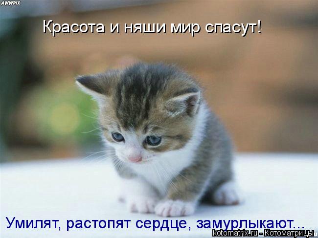 Красота и няши мир спасут! Умилят, растопят сердце, замурлыкают...... Котоматрица: Красота и няши мир спасут! Умилят, растопят сердце, замурлыкают...