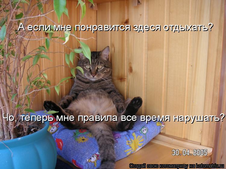 А если мне понравится здеся отдыхать? Чо, теперь мне правила все время нарушать?... Котоматрица: А если мне понравится здеся отдыхать? Чо, теперь мне правила все время нарушать?