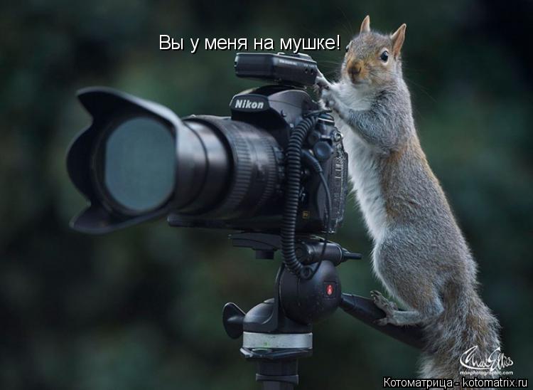 Вы у меня на мушке!... Котоматрица: Вы у меня на мушке!