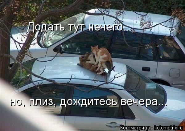 Додать тут нечего... но, плиз, дождитесь вечера...... Котоматрица: Додать тут нечего... но, плиз, дождитесь вечера...