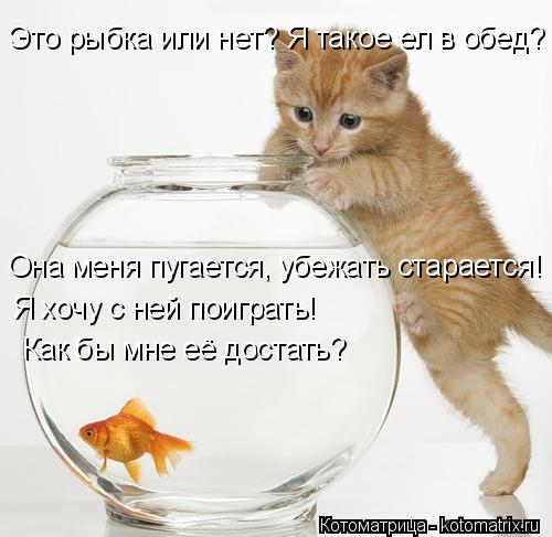Это рыбка или нет? Я такое ел в обед? Она меня пугается, убежать старается! Я хочу с ней поиграть! Ка... Котоматрица: Это рыбка или нет? Я такое ел в обед? Она меня пугается, убежать старается! Я хочу с ней поиграть! Как бы мне её достать?